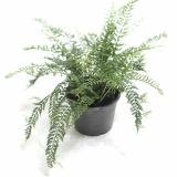Unusual species of ferns _ Asplenium thunbergii Kunze _
